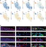 CRIP1 Antibody in Immunohistochemistry (Paraffin) (IHC (P))