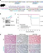 PCDH1 Antibody in Western Blot (WB)