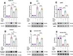 Apelin Antibody in Western Blot (WB)
