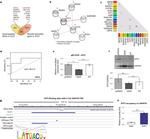 ATF3 Antibody in Western Blot (WB)