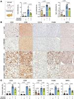 CD8 Antibody in Immunohistochemistry (Paraffin) (IHC (P))