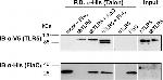 V5 Tag Antibody in Western Blot (WB)