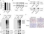 RECQ4 Antibody in Western Blot, Immunoprecipitation (WB, IP)