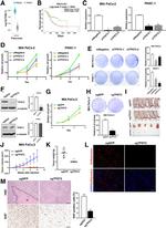 TPST1 Antibody in Western Blot (WB)