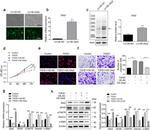 GLIS2 Antibody in Western Blot (WB)