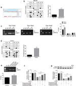 GLIS2 Antibody in Western Blot (WB)