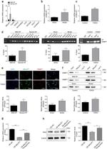 GLIS2 Antibody in Western Blot (WB)