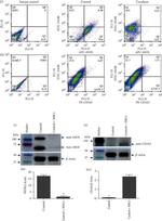 CD163 Antibody in Western Blot (WB)