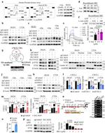 ETS2 Antibody in ChIP Assay (ChIP)