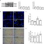 SSTR5 Antibody in Western Blot (WB)
