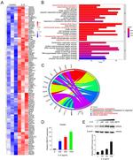 ZNF274 Antibody in Western Blot (WB)