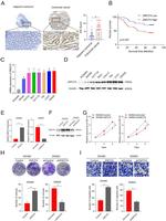 ZNF274 Antibody in Western Blot (WB)