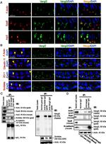 Claudin 11 Antibody in Immunohistochemistry, Immunocytochemistry (IHC, ICC/IF)