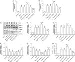 Osteopontin Antibody in Western Blot (WB)