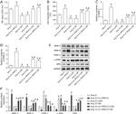 Osteopontin Antibody in Western Blot (WB)