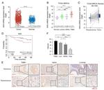 NFE2L3 Antibody in Immunohistochemistry (Paraffin) (IHC (P))