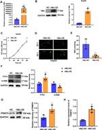 PRMT9 Antibody in Western Blot (WB)