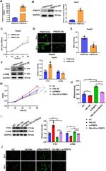 PRMT9 Antibody in Western Blot (WB)