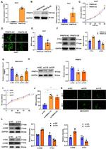 PRMT9 Antibody in Western Blot (WB)