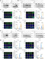 HFM1 Antibody in Western Blot (WB)
