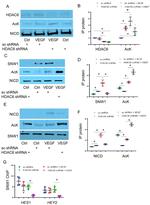 SNW1 Antibody in Western Blot, Immunoprecipitation, ChIP Assay (WB, IP, ChIP)