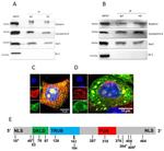 NOLA1 Antibody in Western Blot (WB)