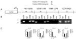 CREB Antibody in ChIP Assay (ChIP)
