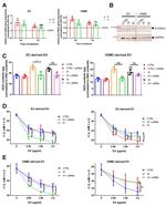 SLC26A2 Antibody in Western Blot (WB)