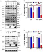 HIV1 nef Antibody in Western Blot (WB)