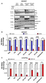 HIV1 nef Antibody in Western Blot (WB)