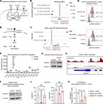 SOCS3 Antibody in Western Blot (WB)