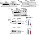 TIRAP Antibody in Western Blot, Immunoprecipitation (WB, IP)