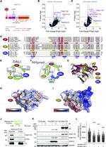 FAM111B Antibody in Western Blot (WB)