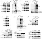 FBXW7 Antibody in Western Blot (WB)