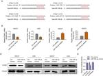 ETNK1 Antibody in Western Blot (WB)