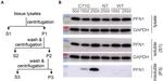 Profilin 1 Antibody in Western Blot (WB)