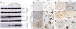 Profilin 1 Antibody in Immunohistochemistry (Frozen) (IHC (F))