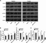 SOCS5 Antibody in Western Blot (WB)