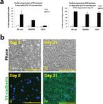 CD144 (VE-cadherin) Antibody in Flow Cytometry (Flow)