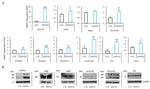 ZNF521 Antibody in Western Blot (WB)