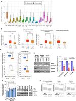 DNA2 Antibody in Western Blot (WB)