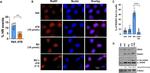DNA2 Antibody in Western Blot (WB)