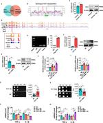 TUT1 Antibody in Western Blot (WB)