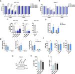 ILKAP Antibody in Western Blot (WB)