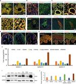 RBPMS Antibody in Western Blot (WB)
