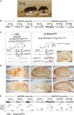 GluR3 Monoclonal Antibody (3B3)