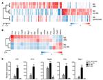 CD11b Antibody in Flow Cytometry (Flow)