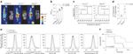 GLUT1 Antibody in Flow Cytometry (Flow)