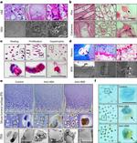 HBB Antibody in Immunohistochemistry (Paraffin) (IHC (P))