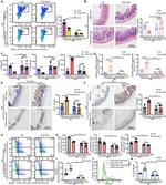CD45 Antibody in Flow Cytometry (Flow)